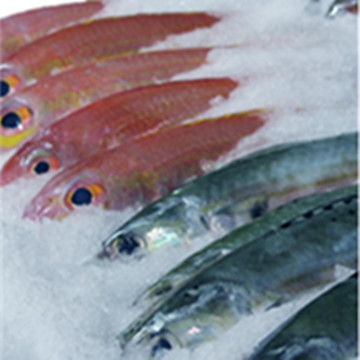 Online ondersteuning Duurzame slijm-ijsmachine voor aan boord/land automatisch